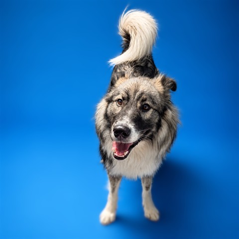 TASSEL HIDDEN GEM, Alaskan Husky and Alaskan Malamute