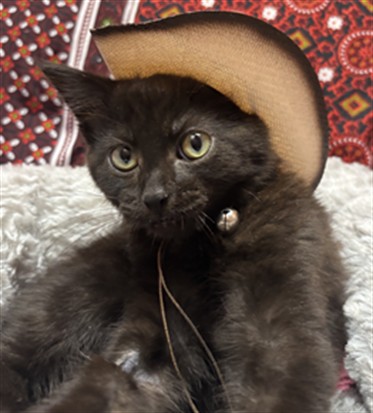 NAKOA, Domestic Shorthair mix