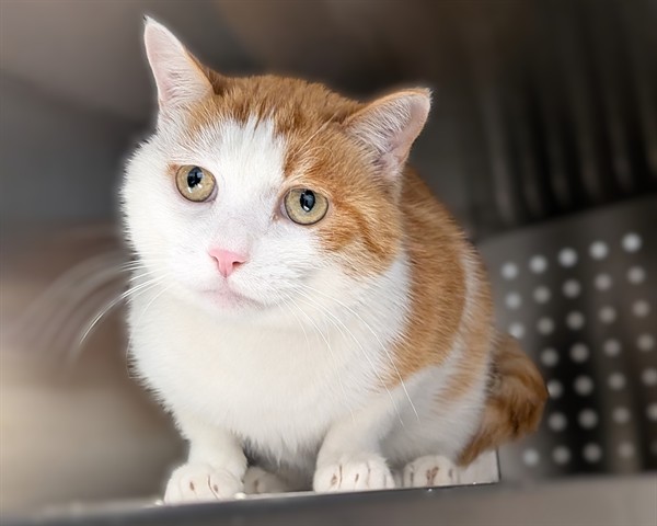 JEM HIDDEN GEM, Domestic Shorthair mix