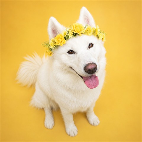 BAMBI HIDDEN GEM, Alaskan Husky mix