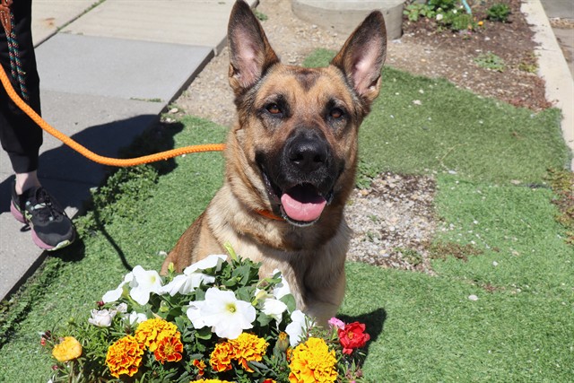 BANDITA HIDDEN GEM, German Shepherd Dog mix