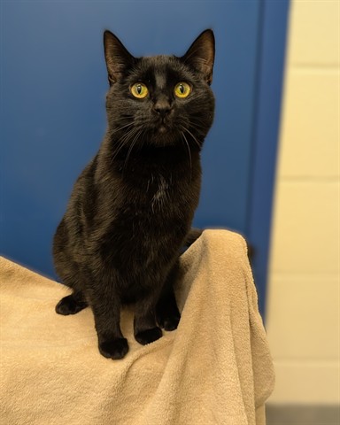 SALEM *HIDDEN GEM, Domestic Shorthair