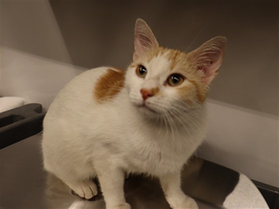ADRIAN, Domestic Shorthair