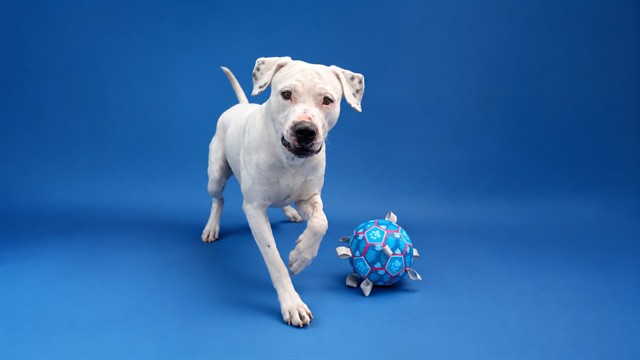 JAX HIDDEN GEM, American Bulldog mix