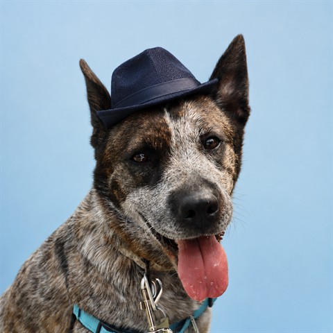 IVY HIDDEN GEM, Australian Cattle Dog mix