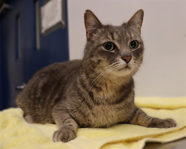 ROCKY, Domestic Shorthair mix