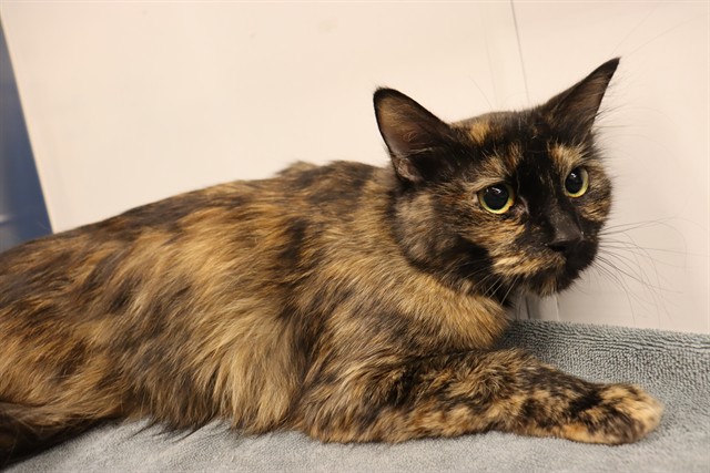 TEMPE, Domestic Mediumhair mix