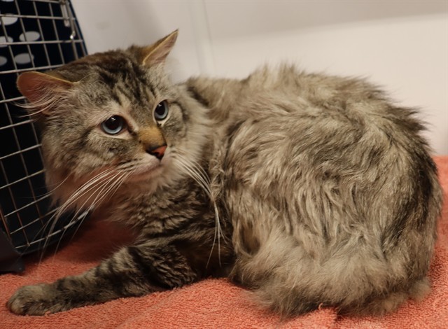 JALAPENO HIDDEN GEW, Domestic Mediumhair mix