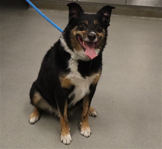 Name not listed, Collie mix