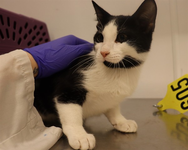 Name not listed, Domestic Shorthair mix