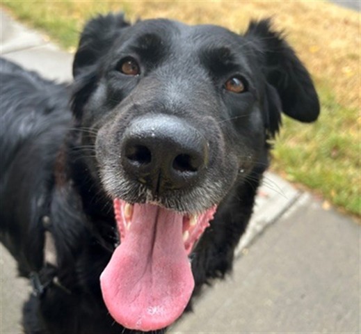 JUNIE, Collie and Flat-Coated Retriever