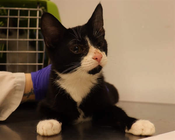 Name not listed, Domestic Shorthair mix