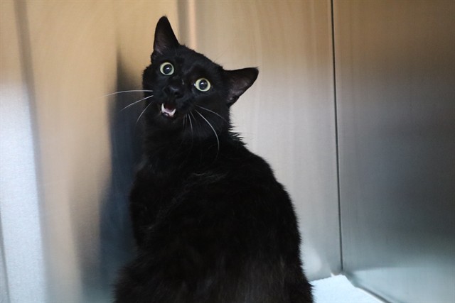 Name not listed, Domestic Shorthair