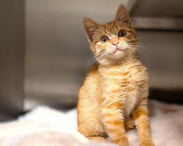 Name not listed, Domestic Shorthair