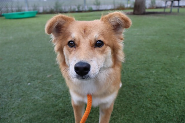 FOXY, Terrier mix