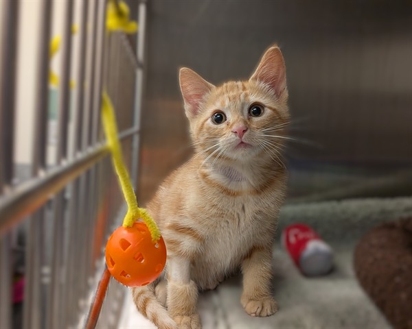 TONKA, Domestic Shorthair mix
