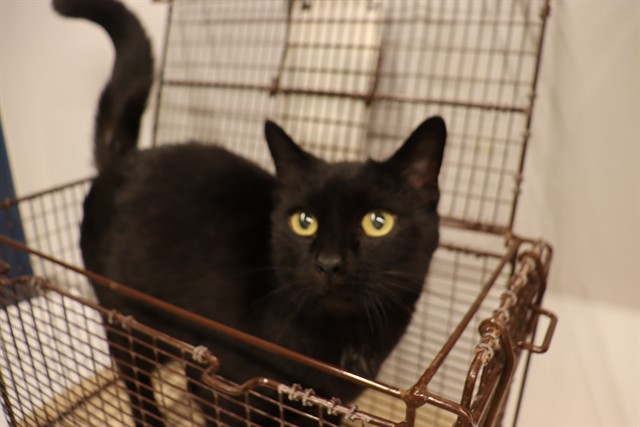 GOOSE, Domestic Shorthair mix