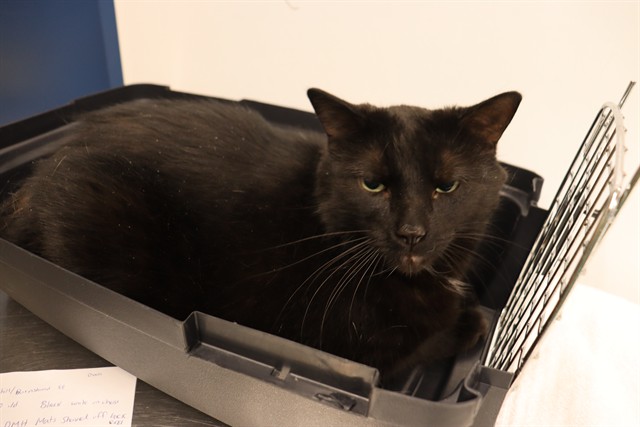 NIX, Domestic Mediumhair mix