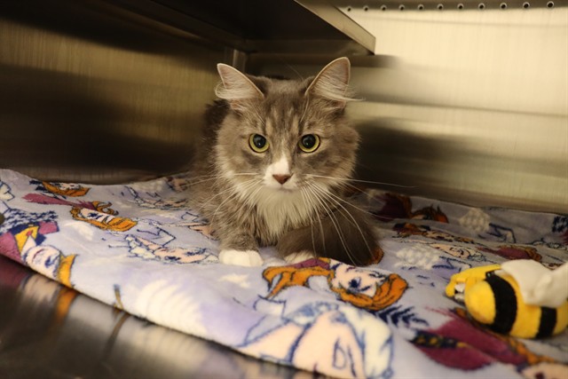 TABITHA, Domestic Mediumhair mix