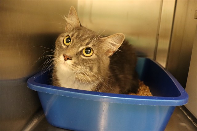 DOLLY, Domestic Mediumhair mix