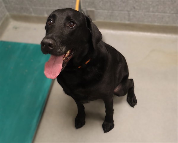 DOUG, Labrador Retriever mix