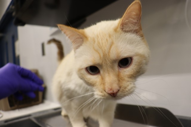 Name not listed, Siamese mix