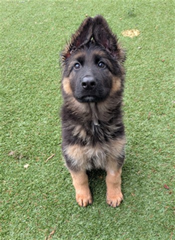 Name not listed, German Shepherd Dog mix