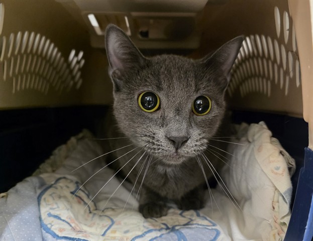 GRACE, Domestic Shorthair