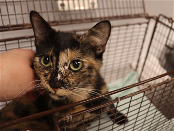BOBETTE, Domestic Shorthair