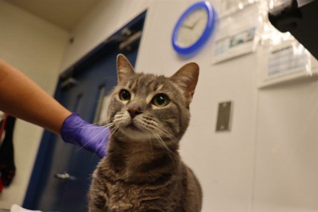 Name not listed, Domestic Shorthair mix