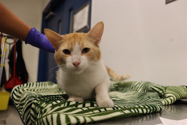Name not listed, Domestic Shorthair mix