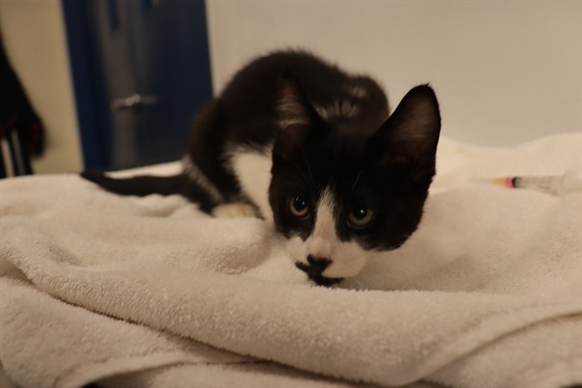 MARTIN, Domestic Shorthair