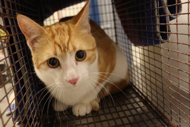 Name not listed, Domestic Shorthair mix