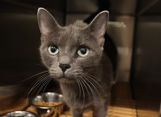 HARMONY, Domestic Shorthair